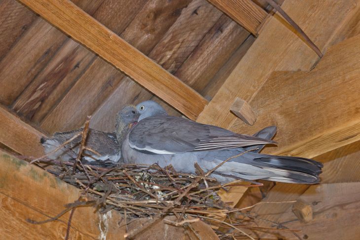  hoelang-broedt-een-duif